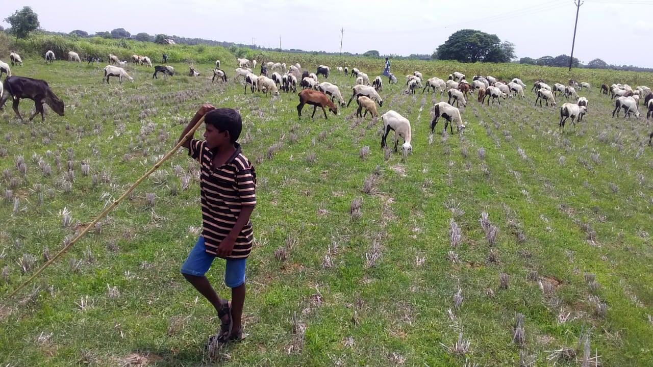 2020 08 SHED Goat Grazing Rescue On the Field jpg 202008 CHE SHED India Goat Grazing Rescue Approved for Full Use