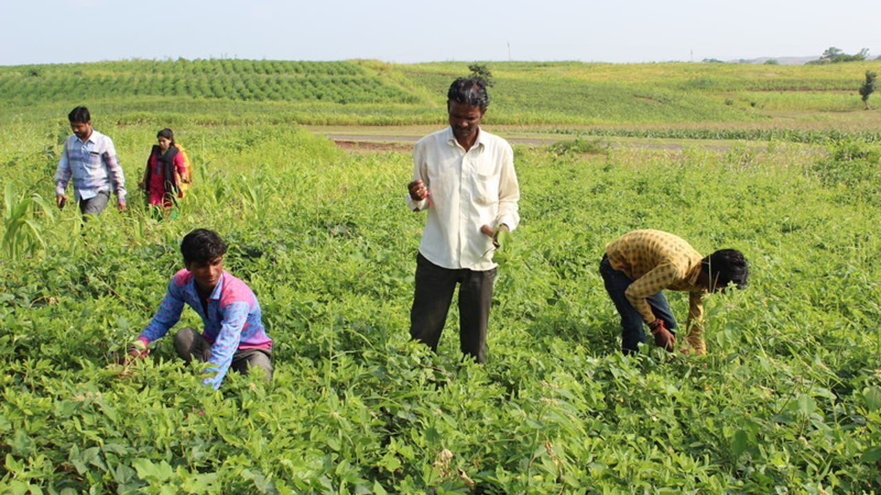 IMG 5791 201601 DEL Jan Sahas Pethur Sugarcane Field Approved for Full Use