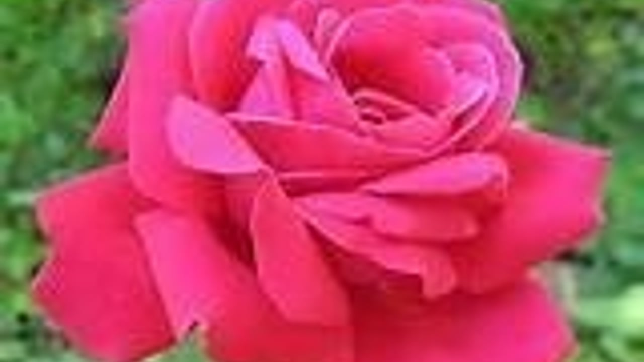 500 roses