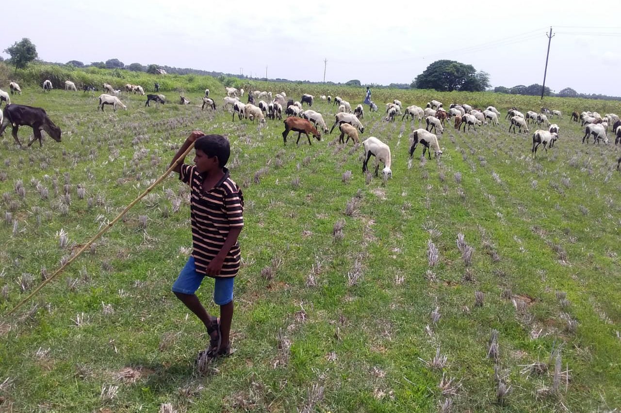 2020 08 SHED Goat Grazing Rescue On the Field jpg 202008 CHE SHED India Goat Grazing Rescue Approved for Full Use