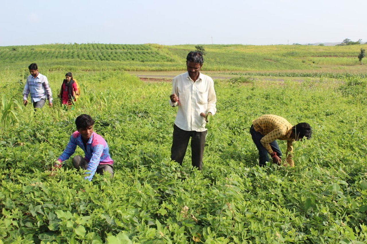 IMG 5791 201601 DEL Jan Sahas Pethur Sugarcane Field Approved for Full Use
