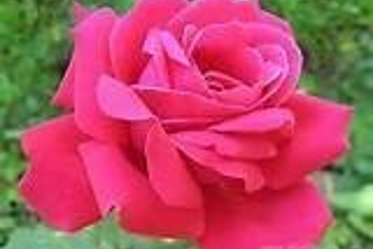 500 roses