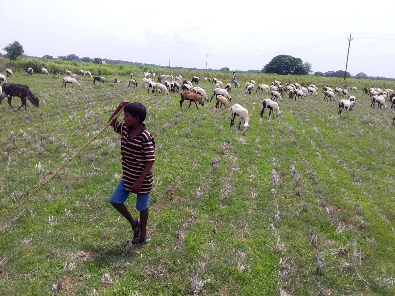 2020 08 SHED Goat Grazing Rescue On the Field jpg 202008 CHE SHED India Goat Grazing Rescue Approved for Full Use