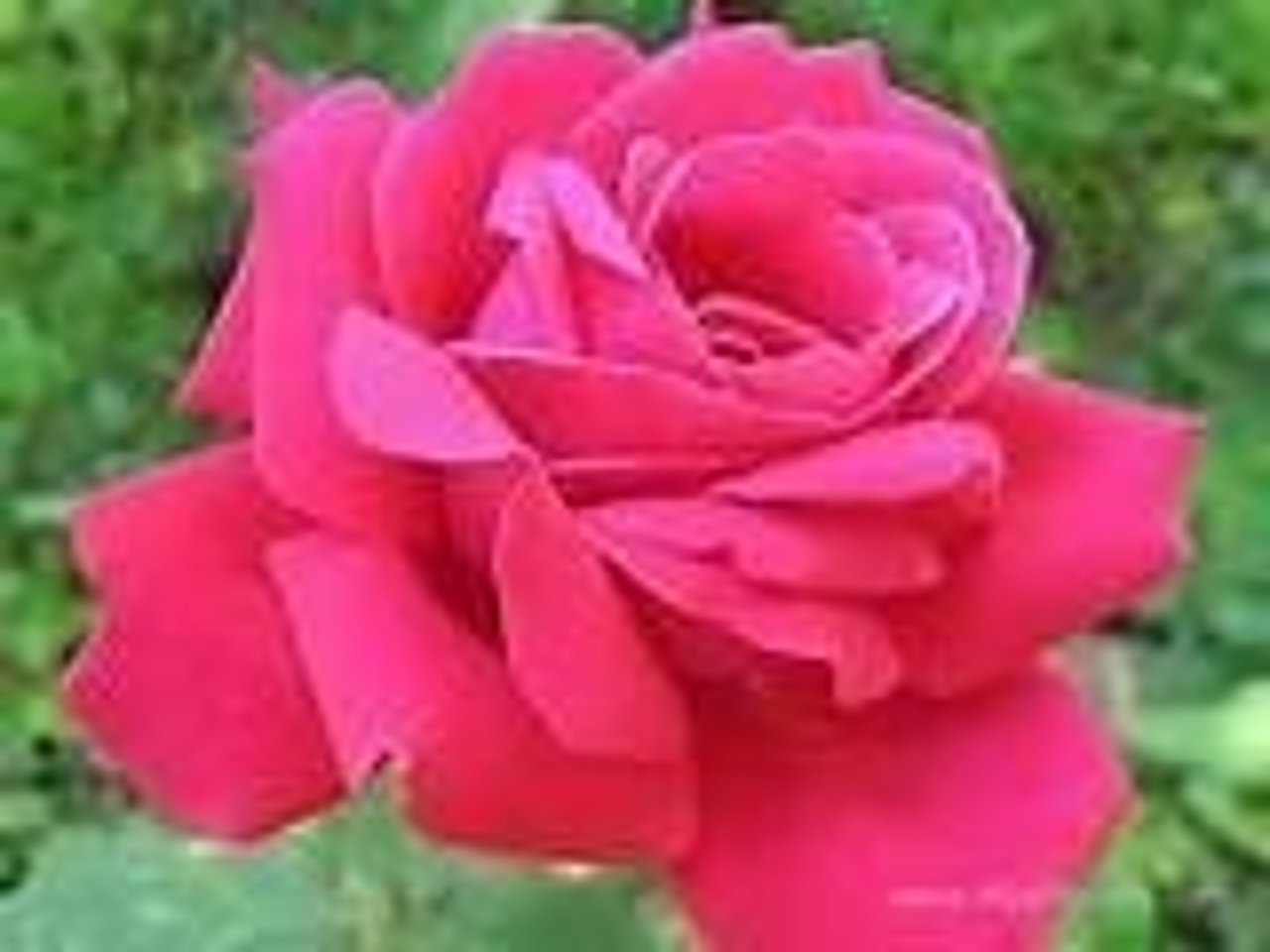 500 roses